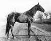 Side profile of a horse standing on a dirt road Poster Print - Item # VARSAL25532273