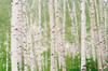 Aspen Trees Poster Print by Panoramic Images (19 x 12) - Item # PPI137043