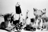 Close-up of a group of stuffed toys with a toy car Poster Print - Item # VARSAL9904207