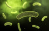 Conceptual image of common bacteria Poster Print - Item # VARPSTSTK700016H