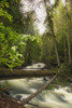 A Rushing River In A Forest PosterPrint - Item # VARDPI1777932
