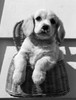 Puppy in basket Poster Print - Item # VARSAL255416969