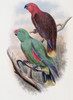 Riedel's Parrot John Gould Poster Print - Item # VARSAL900140764