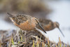 Long-Billed Dowitchers Feeding In Marsh On Copper River Delta, Southcentral Alaska, Spring PosterPrint - Item # VARDPI2093380