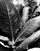 Close-up of a burley tobacco plant Poster Print (8 x 10) - Item # MINSAL25530418