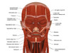 Facial muscles of the human head (8 x 10) Poster Print (8 x 10) - Item # MINPSTSTK701233H