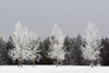 Frost On Trees, Calgary, Alberta, Canada PosterPrint - Item # VARDPI1866467