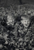 Two boys playing in heap of leaves Poster Print - Item # VARSAL25540776