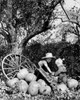 Boy and girl loading pumpkins onto cart Poster Print - Item # VARSAL25541667