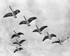 Low angle view of flock of birds flying in the sky Poster Print - Item # VARSAL25525840