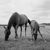 Horse and colt grazing on pasture Poster Print - Item # VARSAL255420571