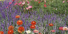 Zinnia Salvia and cosmos flowers in a garden, Sacramento, California, USA Poster Print - Item # VARPPI25480