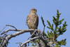 Pigeon Hawk (Merlin) Sits On A Tree Branch In Turnagain Pass Area, Kenai Peninsula, Southcentral Alaska PosterPrint - Item # VARDPI2094066
