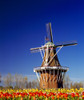 Windmill in a tulip field, De Zwaan, Windmill Island, Holland, Ottawa County, Michigan, USA Poster Print - Item # VARPPI107864