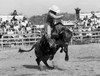 Cowboy riding a bull in a rodeo Poster Print - Item # VARSAL2559551