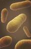 Microscopic view of bacteria Poster Print - Item # VARPSTSTK700863H