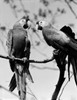 Two Parrots on branch Poster Print - Item # VARSAL255424170