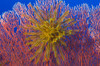 Yellow feather star on red sea fan, Kimbe bay, Papua New Guinea Poster Print - Item # VARPSTSJN400188U