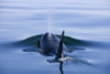 Orca Whale Surfaces In Lynn Canal, Inside Passage, Alaska PosterPrint - Item # VARDPI2093805