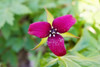 Close-up of a trillium flower Poster Print by Panoramic Images (36 x 24) - Item # PPI133691