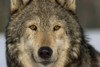 Portrait Of Grey Wolf Captive Alaska Se Winter PosterPrint - Item # VARDPI2093675