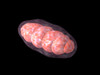 Conceptual image of mitochondria Poster Print - Item # VARPSTSTK700694H