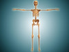 Front view of human skeletal system Poster Print - Item # VARPSTSTK700616H