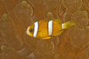 Anemonefish, Sea Anemone, Puerto Galera, Philippines, Asia, Europe PosterPrint - Item # VARDPI1836974