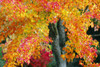 Oregon, United States Of America; Red And Yellow Leaves On A Tree In Autumn PosterPrint - Item # VARDPI1871303