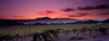 Vineyard At Sunset  Napa Valley  California Poster Print by Panoramic Images (32 x 12) - Item # PPI24803