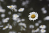 Oxeye Daisy [Chrysanthemum Leucanthemum] Naturalized Temperate. PosterPrint - Item # VARDPI1992773