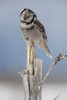 Northern Hawk Owl, With Head Tilted, Perched On Snag On Copper River Delta, Near Cordova, Southcentral Alaska, Winter PosterPrint - Item # VARDPI2093407