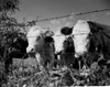 USA  Virginia  near Wytheville  cows on pasture Poster Print - Item # VARSAL255423176