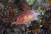 Tailspot squirrelfish, Beqa Lagoon, Fiji Poster Print