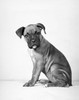 Boxer puppy sitting Poster Print - Item # VARSAL25532105A