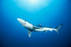 California, Blue Shark (Prionace Glauca) Clear Blue Water, Sunburst PosterPrint - Item # VARDPI2000746