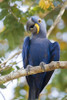 Close-up of a Hyacinth macaw  Three Brothers River  Meeting of the Waters State Park  Pantanal Wetlands  Brazil Poster Print by Panoramic Images (16 x 24) - Item # PPI125202