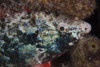 Stoplight parrotfish sleeping at night, Bonaire, Caribbean Netherlands Poster Print - Item # VARPSTTMO400035U