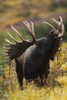 Moose Bull Showing A Flehmen Response (Lip Curl) During Rut In Autumn, Powerline Pass, Chugach State Park, Chugach Mountains, Alaska PosterPrint - Item # VARDPI2093216
