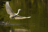 Snowy Egret Fishing In Florida. PosterPrint - Item # VARDPI2037343