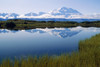 Mt Mckinley Reflected In Tundra Pond Denali Np Ak PosterPrint - Item # VARDPI2144142