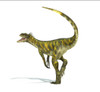 Herrerasaurus dinosaur on white background with drop shadow Poster Print - Item # VARPSTVET600075P