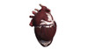 Three dimensional view of human heart, left side Poster Print - Item # VARPSTSTK700163H