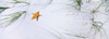 Starfish  Gulf of Mexico Poster Print by Panoramic Images (34 x 12) - Item # PPI77800