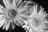 Gerbera daisy; Waterloo, Quebec, Canada PosterPrint