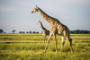 Giraffe (Giraffa camelopardalis), Chobe National Park; Kasane, Botswana PosterPrint - Item # VARDPI12281726