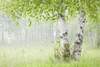 Birch trees in fog;Thunder bay ontario canada PosterPrint - Item # VARDPI2184098