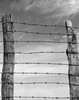 Close-up of a barbed wire fence Poster Print - Item # VARSAL25528256