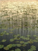 Lilies On Deadman Lake @ Sunset Tetlin Nwr Sc Ak Summer PosterPrint - Item # VARDPI2154507