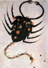 Scorpio or Scorpion  Signs Of The Zodiac by artist unknown Poster Print - Item # VARSAL1191722